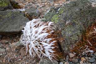Rime Ice-9665.jpg Rime Ice-9665.jpg